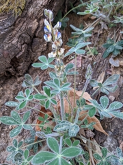 Lupinus huachucanus