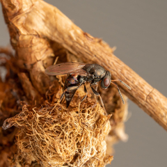 Pteromalus bedeguaris