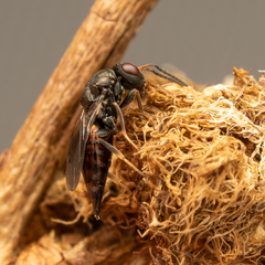 Pteromalus bedeguaris