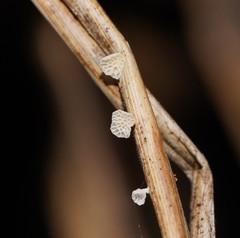 Panellus minimus