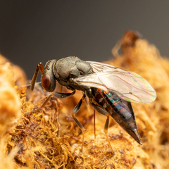 Pteromalus bedeguaris