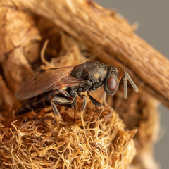 Pteromalus bedeguaris