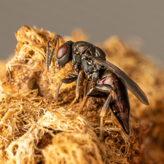 Pteromalus bedeguaris