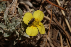 Acmaeodera quadrivittatoides
