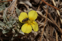 Acmaeodera quadrivittatoides