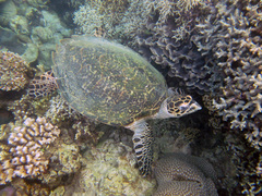 Eretmochelys imbricata