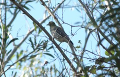 Oriolus sagittatus sagittatus