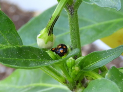Brachiacantha ursina