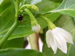 Brachiacantha ursina