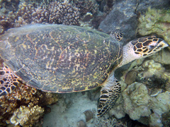 Eretmochelys imbricata