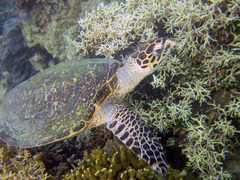 Eretmochelys imbricata