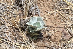 Asclepias nummularia