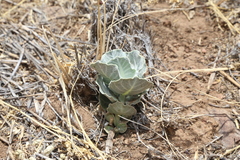 Asclepias nummularia