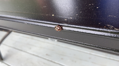 Perillus circumcinctus