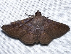 Antiblemma perva