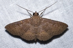 Antiblemma perva