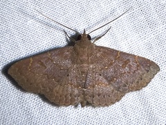 Antiblemma perva