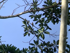 Piculus chrysochloros image