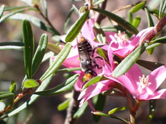 Megachile ferox