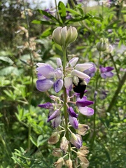 Lupinus