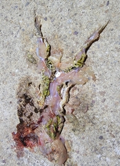 Fejervarya multistriata