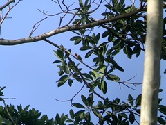 Piculus chrysochloros