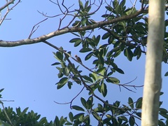 Piculus chrysochloros