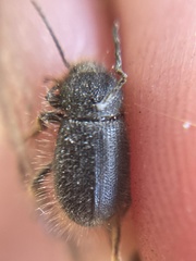 Eleodes littoralis