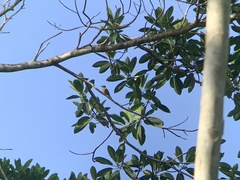 Piculus chrysochloros