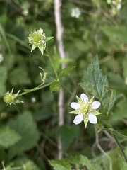 Geum canadense texanum