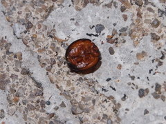 Chilocorus circumdatus