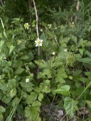 Geum canadense texanum