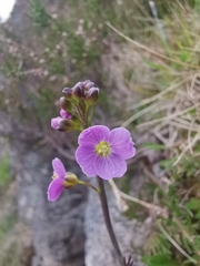 Cardamine raphanifolia