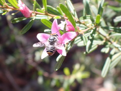 Megachile ferox