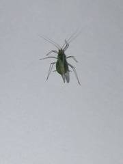 Macrosiphum albifrons