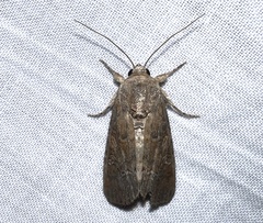 Image of Spodoptera exigua