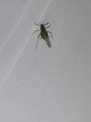 Macrosiphum albifrons