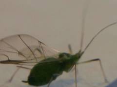 Macrosiphum albifrons
