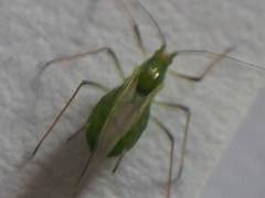 Macrosiphum albifrons