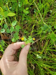 Trifolium campestre