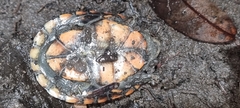 Kinosternon scorpioides