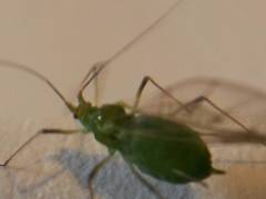 Macrosiphum albifrons