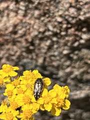 Acmaeodera connexa