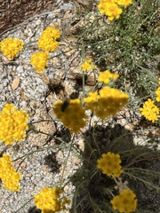 Acmaeodera connexa