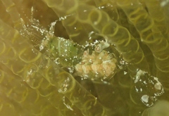 Periclimenes yucatanicus