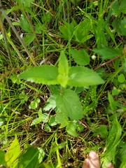 Eupatorium rotundifolium