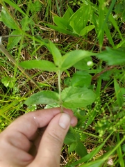 Eupatorium rotundifolium