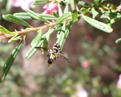 Saralba ocypteroides