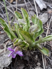 Viola gmeliniana