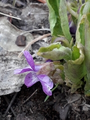Viola gmeliniana